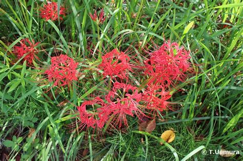 彼岸花 地獄花|ヒガンバナ